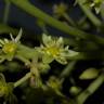 Fotografia 8 da espécie Persea americana do Jardim Botânico UTAD