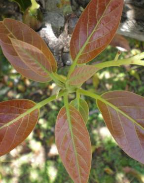 Fotografia 12 da espécie Persea americana no Jardim Botânico UTAD