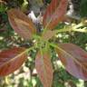 Fotografia 12 da espécie Persea americana do Jardim Botânico UTAD