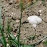 Fotografia 9 da espécie Cyperus rotundus do Jardim Botânico UTAD