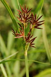 Fotografia da espécie Cyperus rotundus