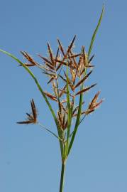 Fotografia da espécie Cyperus rotundus