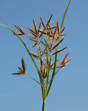 Fotografia 11 da espécie Cyperus rotundus no Jardim Botânico UTAD