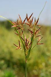 Fotografia da espécie Cyperus rotundus