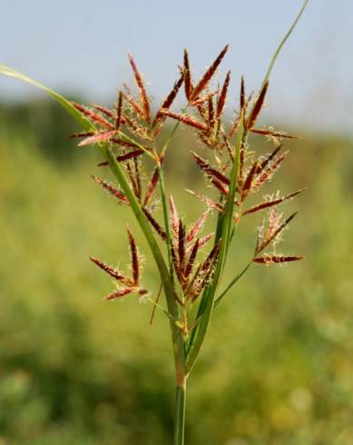 Fotografia de capa Cyperus rotundus - do Jardim Botânico