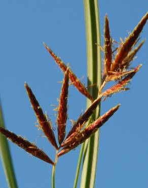 Fotografia 12 da espécie Cyperus rotundus no Jardim Botânico UTAD