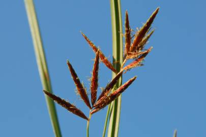 Fotografia da espécie Cyperus rotundus