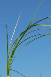 Fotografia da espécie Cyperus rotundus