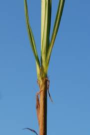 Fotografia da espécie Cyperus rotundus