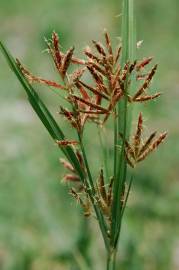 Fotografia da espécie Cyperus rotundus