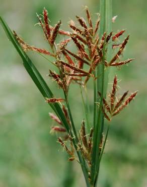 Fotografia 15 da espécie Cyperus rotundus no Jardim Botânico UTAD