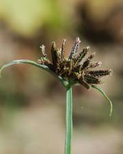 Fotografia da espécie Cyperus fuscus