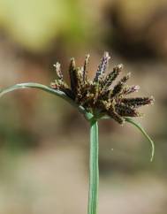 Cyperus fuscus