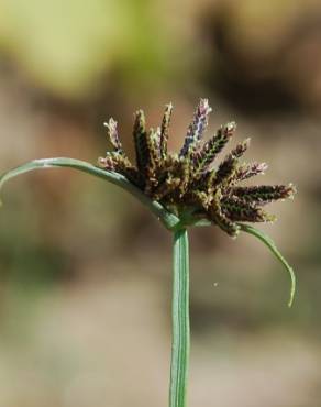 Fotografia 1 da espécie Cyperus fuscus no Jardim Botânico UTAD