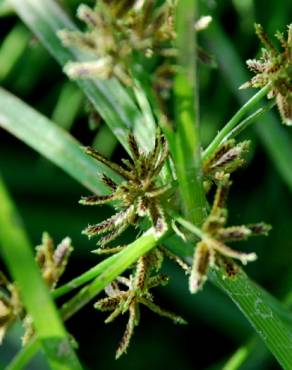 Fotografia 3 da espécie Cyperus fuscus no Jardim Botânico UTAD