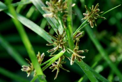 Fotografia da espécie Cyperus fuscus