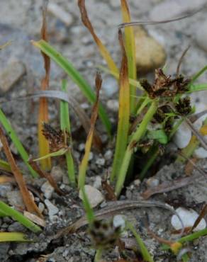 Fotografia 4 da espécie Cyperus fuscus no Jardim Botânico UTAD