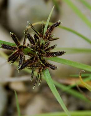 Fotografia 5 da espécie Cyperus fuscus no Jardim Botânico UTAD