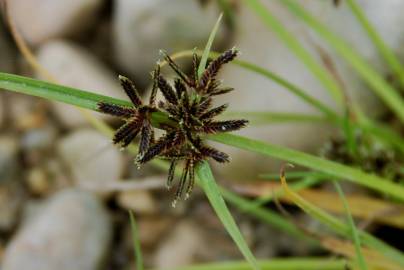 Fotografia da espécie Cyperus fuscus