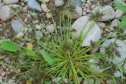 Fotografia da espécie Cyperus fuscus