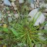 Fotografia 6 da espécie Cyperus fuscus do Jardim Botânico UTAD