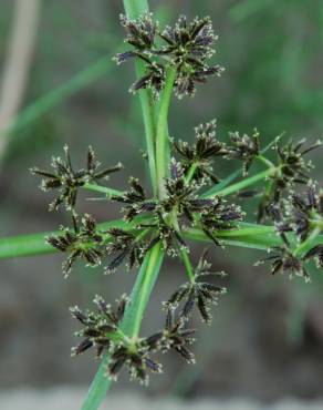 Fotografia 7 da espécie Cyperus fuscus no Jardim Botânico UTAD