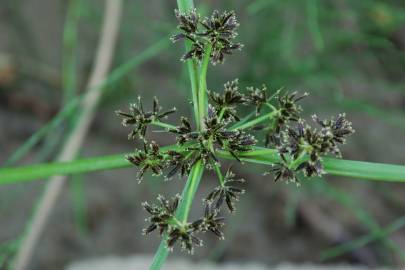 Fotografia da espécie Cyperus fuscus