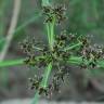 Fotografia 7 da espécie Cyperus fuscus do Jardim Botânico UTAD