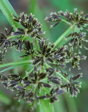 Fotografia 8 da espécie Cyperus fuscus no Jardim Botânico UTAD