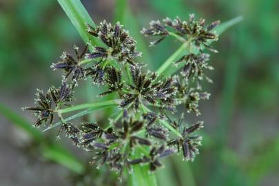 Fotografia da espécie Cyperus fuscus