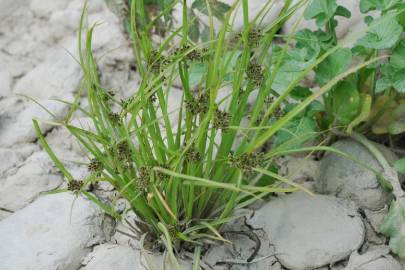 Fotografia da espécie Cyperus fuscus