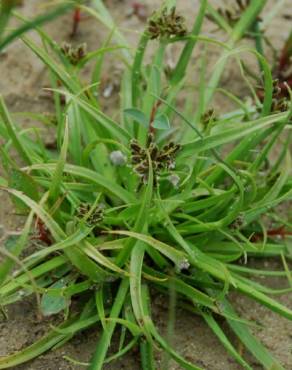 Fotografia 10 da espécie Cyperus fuscus no Jardim Botânico UTAD