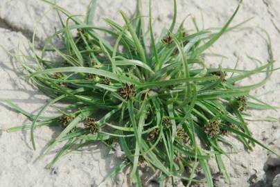 Fotografia da espécie Cyperus fuscus