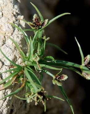 Fotografia 12 da espécie Cyperus fuscus no Jardim Botânico UTAD