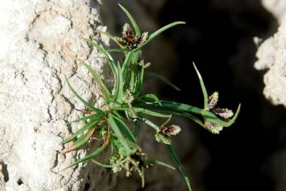 Fotografia da espécie Cyperus fuscus