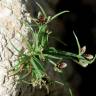 Fotografia 12 da espécie Cyperus fuscus do Jardim Botânico UTAD