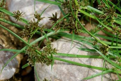 Fotografia da espécie Cyperus fuscus