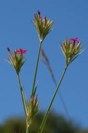Fotografia da espécie Dianthus armeria subesp. armeria