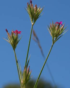 Fotografia 8 da espécie Dianthus armeria subesp. armeria no Jardim Botânico UTAD
