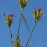 Fotografia 8 da espécie Dianthus armeria subesp. armeria do Jardim Botânico UTAD