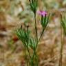 Fotografia 9 da espécie Dianthus armeria subesp. armeria do Jardim Botânico UTAD