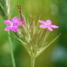 Fotografia 10 da espécie Dianthus armeria subesp. armeria do Jardim Botânico UTAD