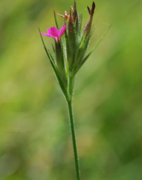 Fotografia 11 da espécie Dianthus armeria subesp. armeria no Jardim Botânico UTAD