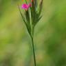 Fotografia 11 da espécie Dianthus armeria subesp. armeria do Jardim Botânico UTAD