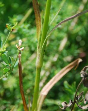 Fotografia 12 da espécie Dianthus armeria subesp. armeria no Jardim Botânico UTAD
