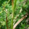 Fotografia 12 da espécie Dianthus armeria subesp. armeria do Jardim Botânico UTAD