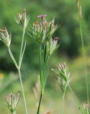 Fotografia 13 da espécie Dianthus armeria subesp. armeria no Jardim Botânico UTAD