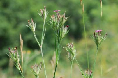 Fotografia da espécie Dianthus armeria subesp. armeria