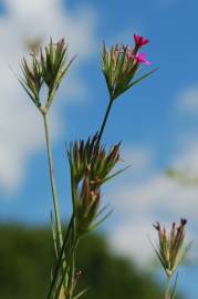 Fotografia da espécie Dianthus armeria subesp. armeria