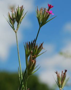 Fotografia 14 da espécie Dianthus armeria subesp. armeria no Jardim Botânico UTAD